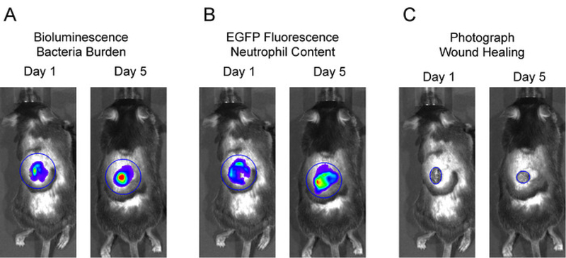 Figure 2: