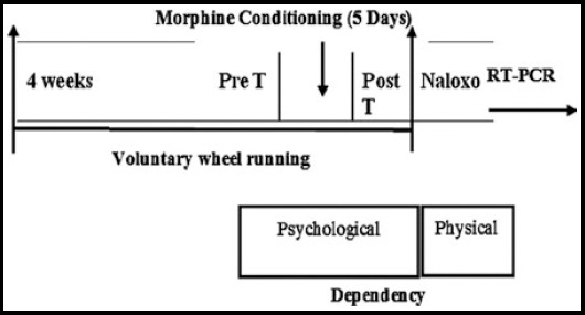 Fig.1