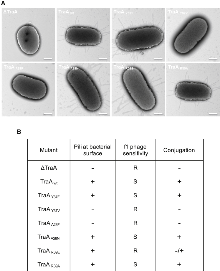 Figure 7