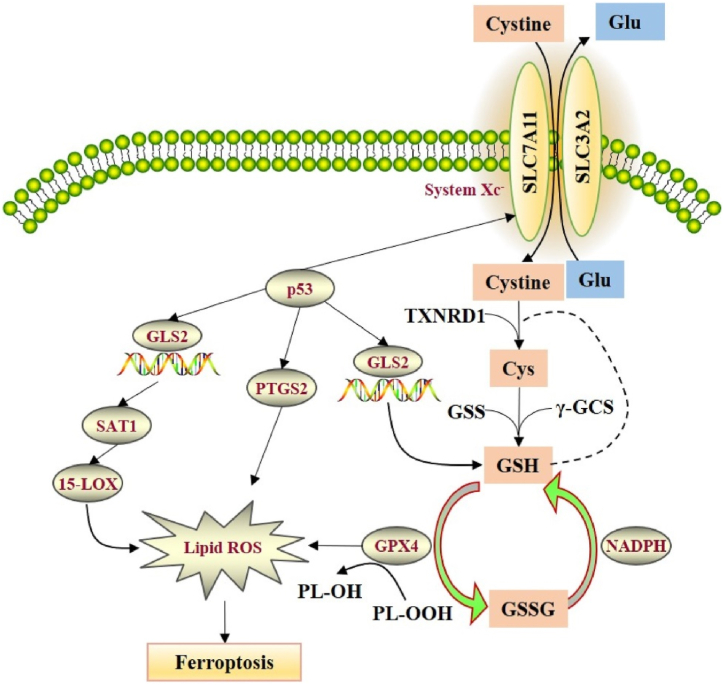 Fig. 2