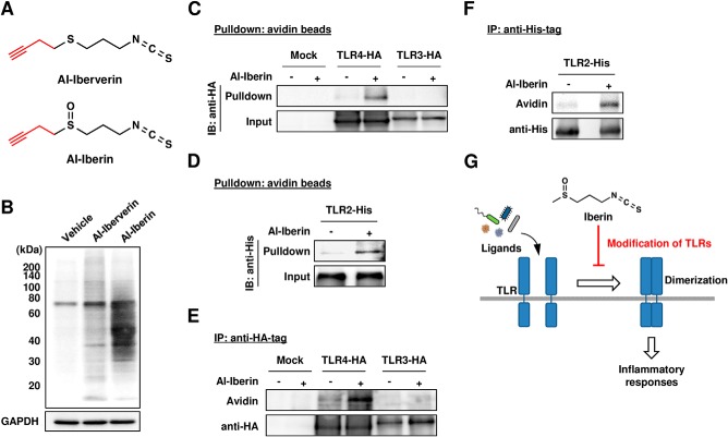 FIGURE 11.