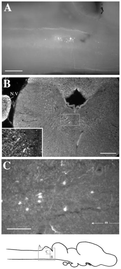 Fig. 7