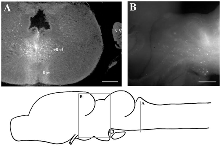 Fig. 9