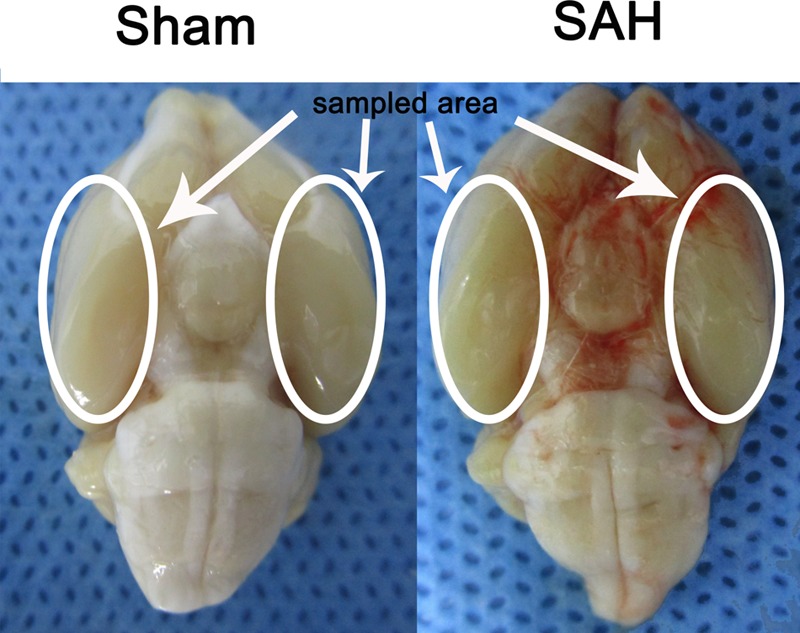 FIGURE 1