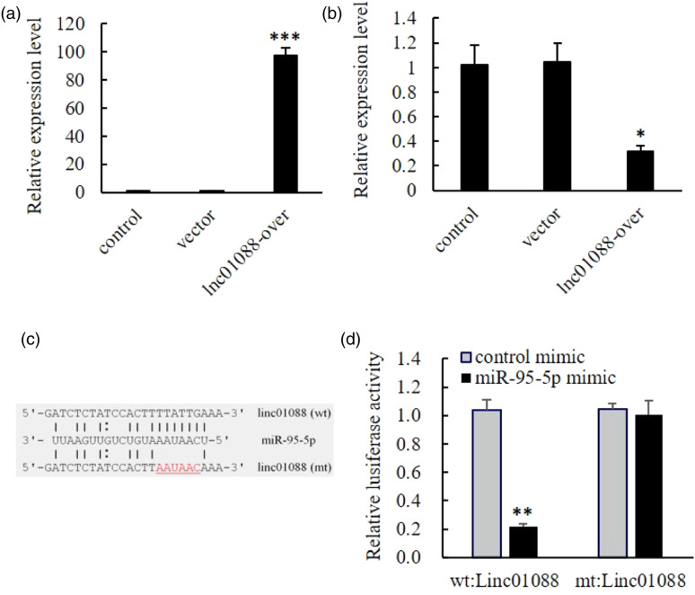 Linc Regulates The Mir Lats Pathway Through The Cerna Mechanism To Inhibit The Growth