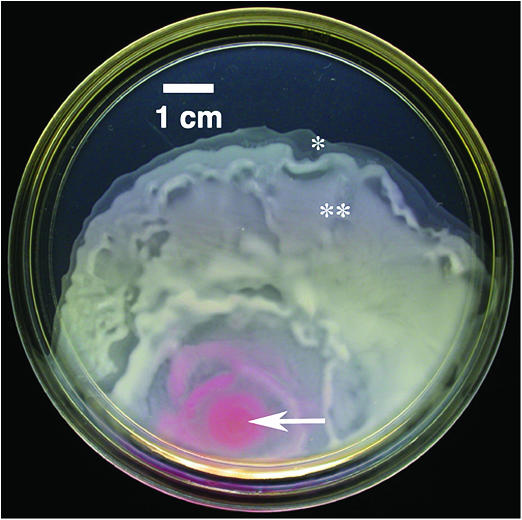 FIGURE 1