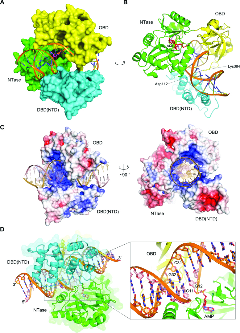 T4 DNA ligase structure reveals a prototypical ATP-dependent ligase ...