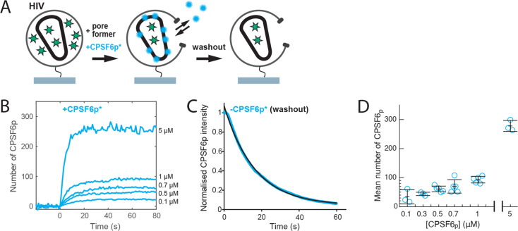 Figure 4—figure supplement 2.