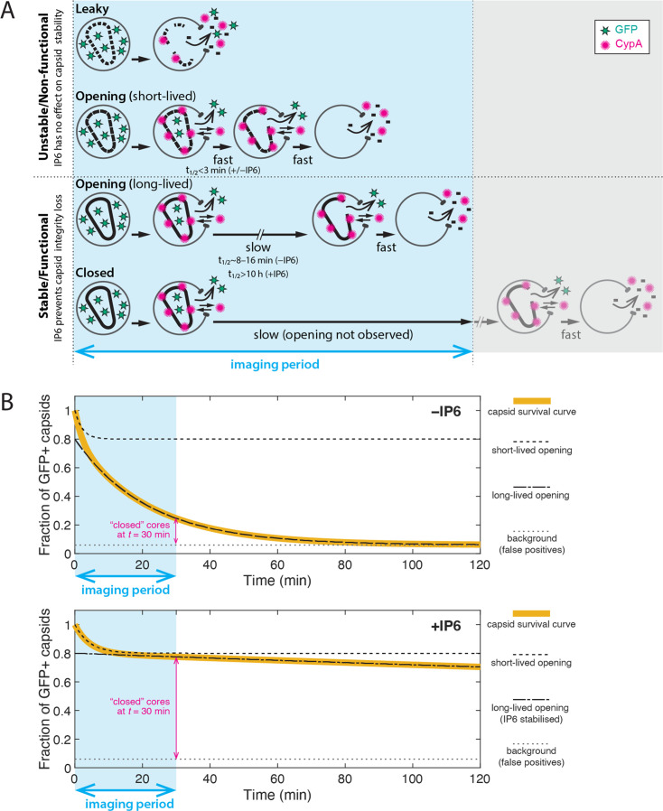 Figure 2—figure supplement 2.