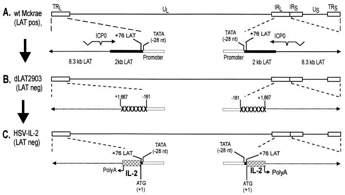 FIG. 1.