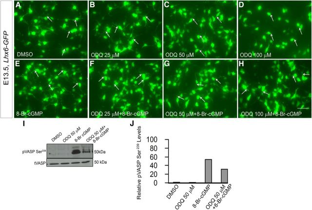 Figure 12.