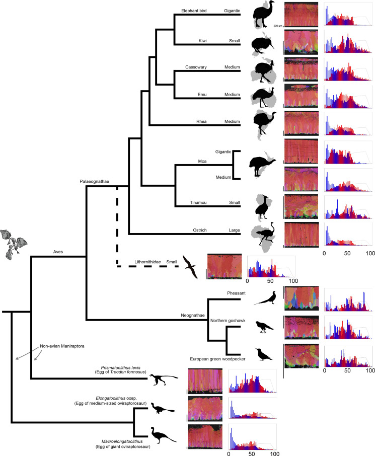 Appendix 6—figure 1.