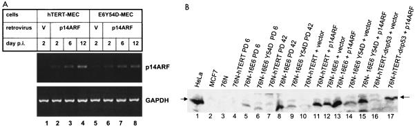 FIG. 5.