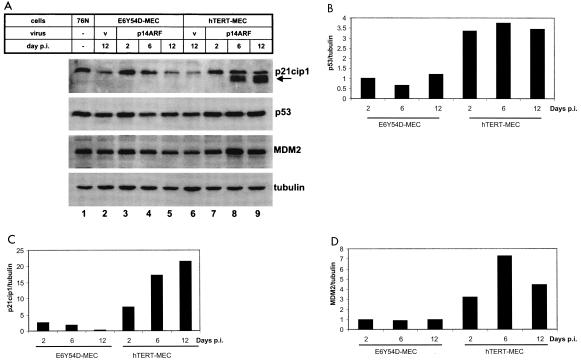 FIG. 7.