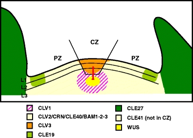 Fig. 1