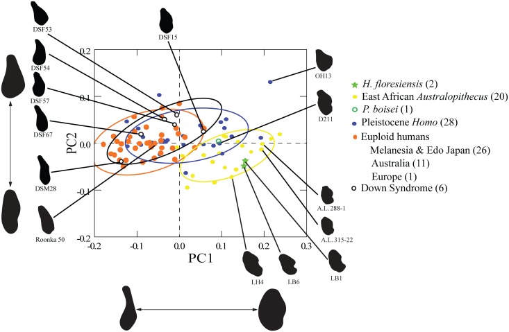 Fig 6