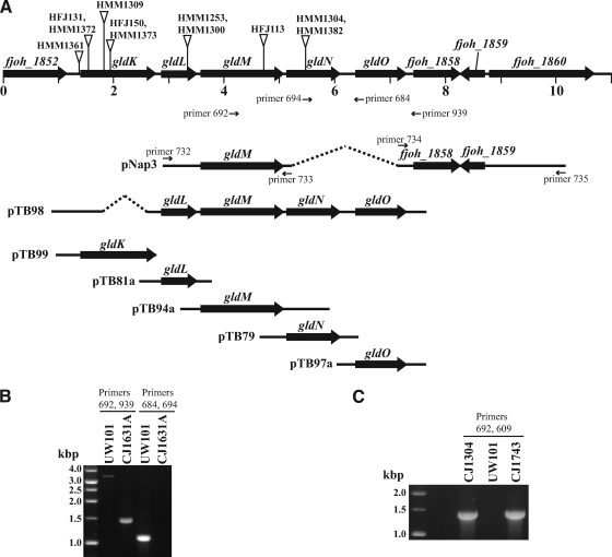 FIG. 1.