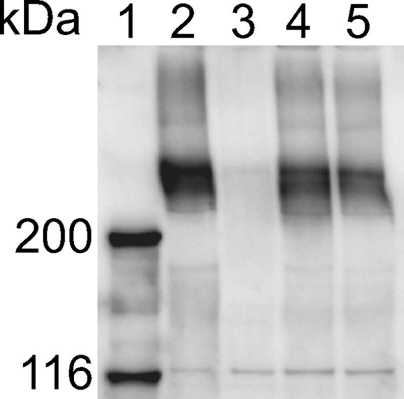 FIG. 5.