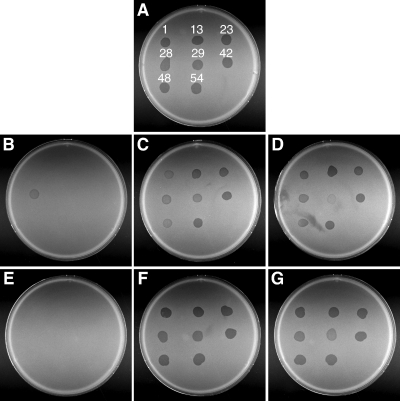 FIG. 9.