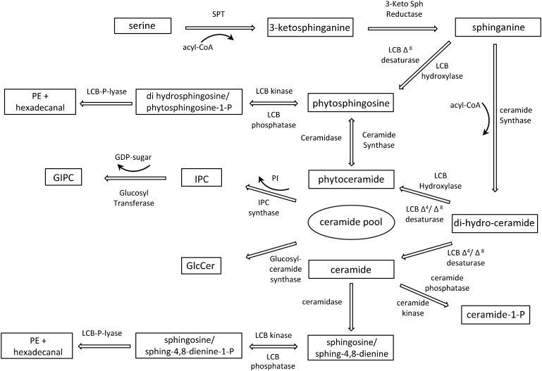 Fig. 2