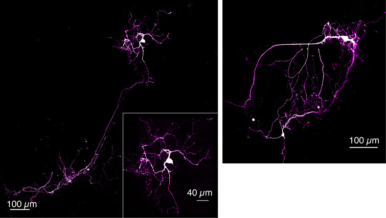 Figure 1—figure supplement 1.