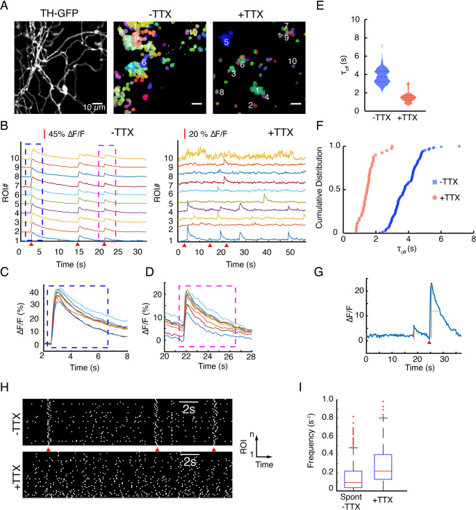 Figure 4—figure supplement 1.