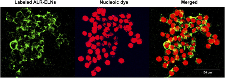 FIGURE 3