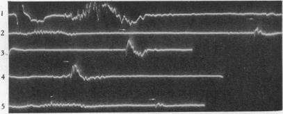 Fig. 19