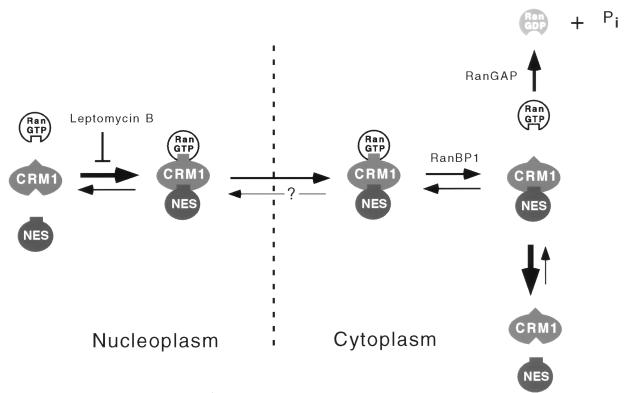 FIG. 7