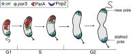 FIG 1