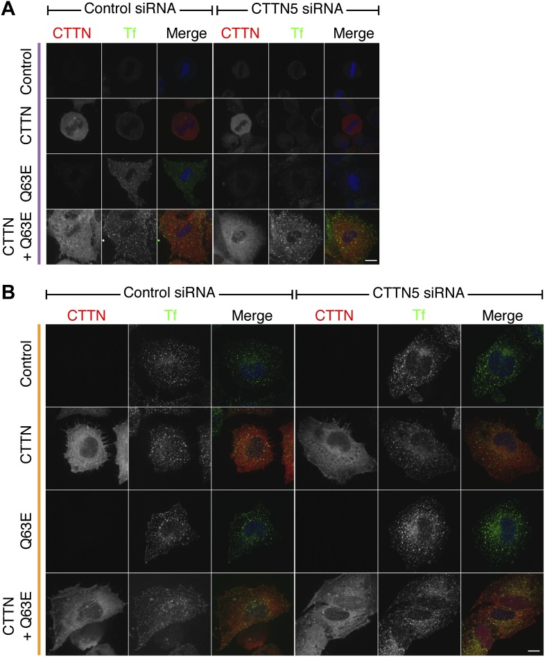 Figure 4—figure supplement 1.