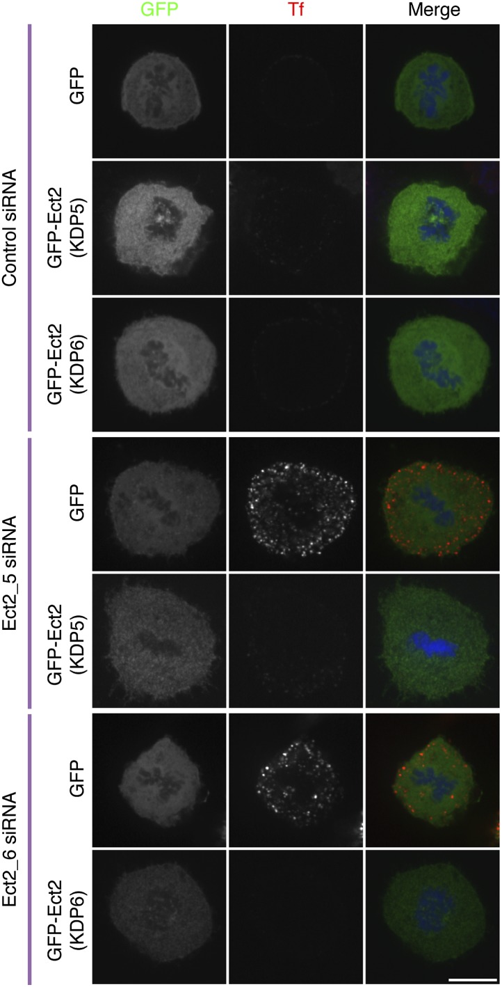 Figure 3—figure supplement 1.