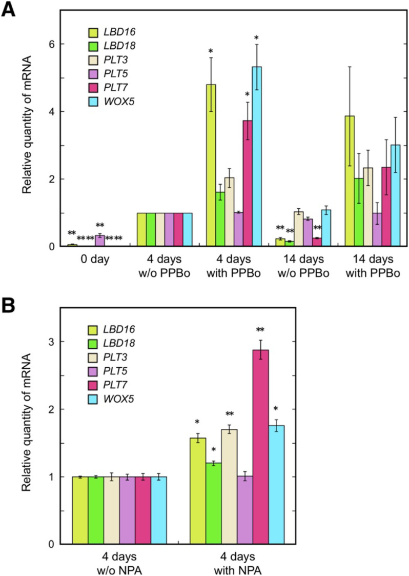 Figure 4. Effects of PPBo and NPA on the expression of lateral root/RAM-related genes in calli. (A) mRNA levels of LBD16, LBD18, PLT3, PLT5, PLT7, and WOX5 determined by RT-qPCR analysis for hypocotyl explants cultured on CIM with or without 25 µM PPBo for the indicated days. Data obtained from three independent experiments are presented as means±standard errors of relative quantities compared to the quantities of the 4-day culture without PPBo. Asterisks indicate significant differences from the value of the 4-day culture without PPBo for each gene at p<0.05 (*) or 0.01 (**) (Tukey’s test). (B) mRNA levels of LBD16, LBD18, PLT3, PLT5, PLT7, and WOX5 determined by RT-qPCR analysis for hypocotyl explants cultured on CIM with or without 2.5 µM NPA for 4 days. Data obtained from three biological replicates are presented as means±standard errors of relative quantities compared to the quantities of the culture without NPA. Asterisks indicate significant differences from the value of the culture without NPA for each gene at p<0.05 (*) or 0.01 (**) (Student’s t test).