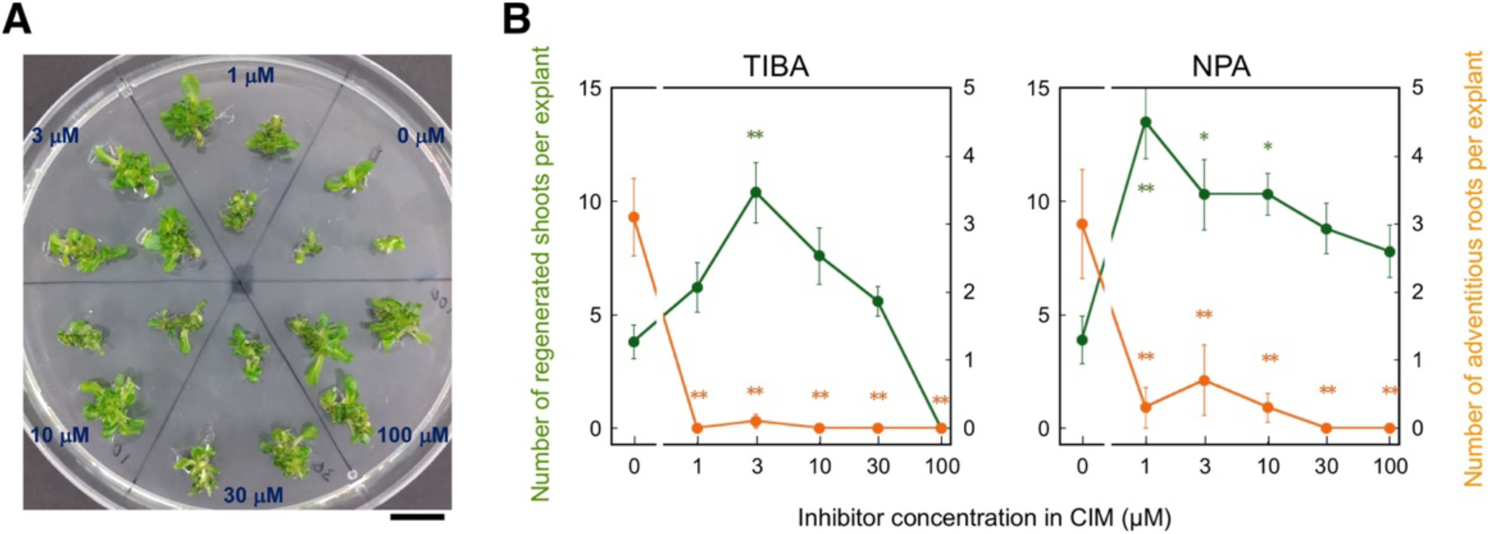 Figure 2. Effects of inhibitors of polar auxin transport in CIM culture on shoot regeneration in hypocotyl explants. (A) Hypocotyl explants cultured on SIM for 14 days after 4.5 days of CIM culture supplemented with the indicated concentration of NPA. Scale bar=1 cm. (B) Numbers of regenerated shoots (green) and adventitious roots (orange) in hypocotyl explants cultured on SIM for 10 days after 4.5 days of CIM culture with the indicated concentrations of TIBA (left) and NPA (right), respectively. Mean values of 16 explants (PPBo) or 10 explants (Kyn) are shown with standard errors. Values with an asterisk(s) are significantly different from the control (0 µM) value at p<0.05 (*) or 0.01 (**) (Tukey’s test).