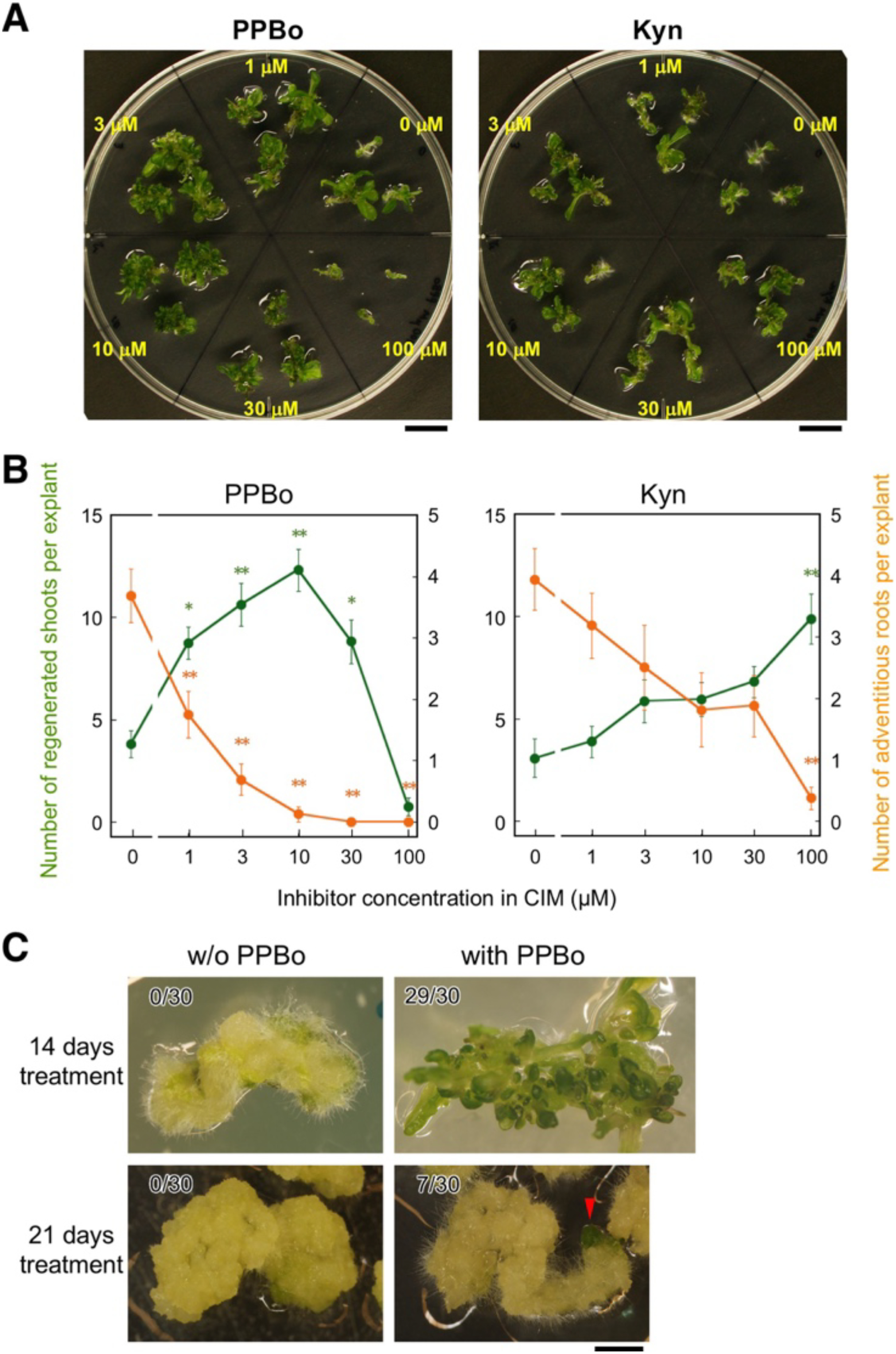 Figure 1. Effects of inhibitors of auxin biosynthesis in CIM culture on shoot regeneration in hypocotyl explants. (A) Hypocotyl explants cultured on SIM for 14 days after 4.5 days of CIM culture supplemented with the indicated concentrations of PPBo (left) or Kyn (right). Scale bars=1 cm. (B) Numbers of regenerated shoots (green) and adventitious roots (orange) in hypocotyl explants cultured on SIM for 10 days after 4.5 days of CIM culture with the indicated concentrations of PPBo (left) or Kyn (right). Mean values of 10 explants are shown with standard errors. Values with an asterisk(s) are significantly different from the control (0 µM) value at p<0.05 (*) or 0.01 (**) (Tukey’s test). (C) Hypocotyl explants cultured on SIM for 14 days after 14 or 21 days of CIM culture supplemented with and without 25 µM PPBo. The number of explants with regenerated shoots per the total number of explants is shown at the upper left corner of each photograph. The red arrowhead indicates a regenerated shoot bud. Scale bar=2 mm.