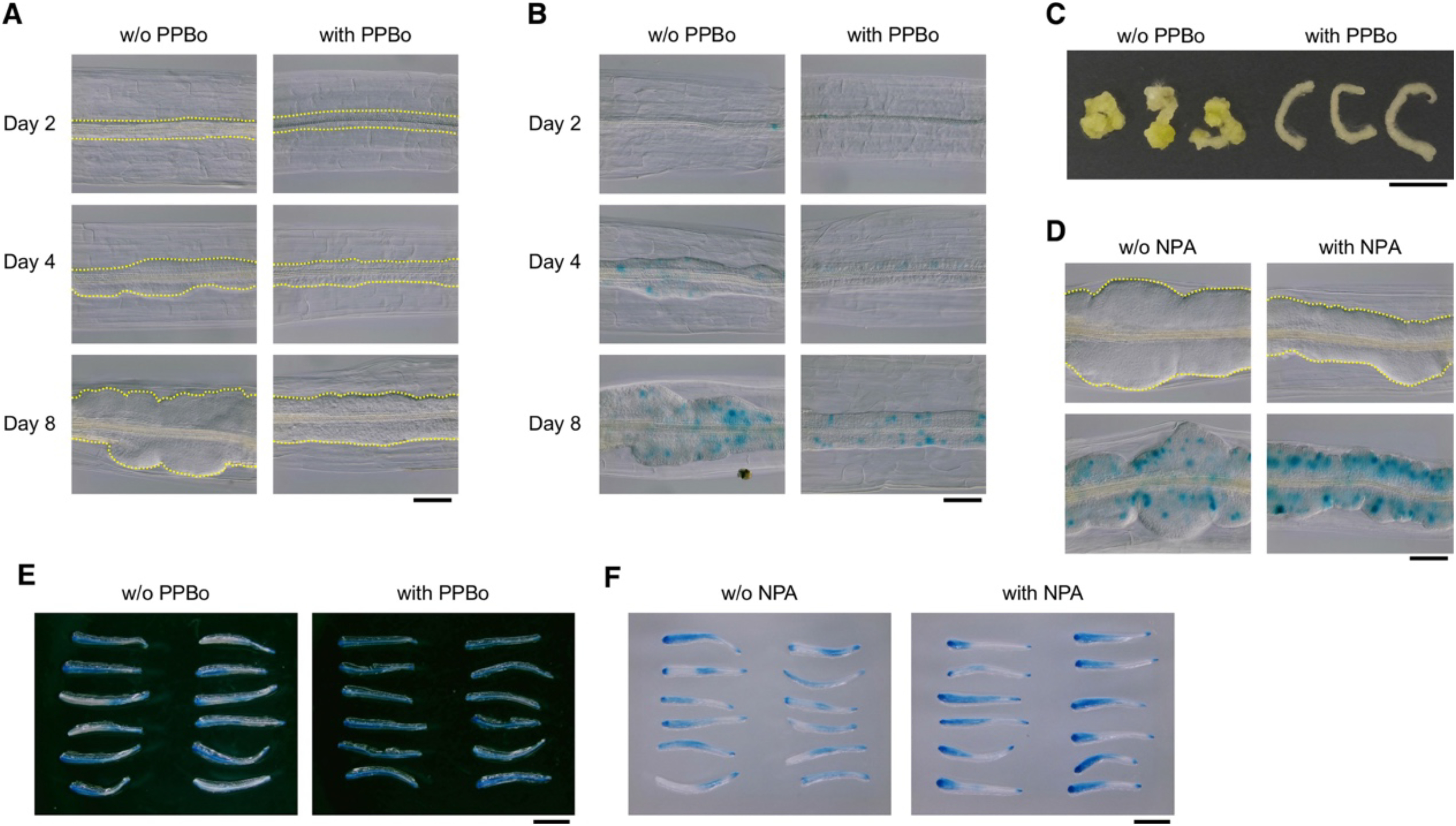 Figure 3. Effects of PPBo and NPA on callus formation of hypocotyl explants. (A) Differential interference contrast images of hypocotyl explants cultured on CIM with and without 25 µM PPBo for the indicated days. Yellow dotted lines show the outlines of calli proliferated from the stele tissues. Scale bar=100 µm. (B) Expression patterns of CYCB1;1p::CYCB1;1:GUS in hypocotyl explants cultured on CIM with or without 25 µM PPBo for the indicated days. Scale bar=100 µm. (C) Callus formation induced from hypocotyl explants by culture on CIM with or without 25 µM PPBo for 21 days. Scale bar=1 cm. (D) Differential interference contrast images (upper micrographs) and CYCB1;1p::CYCB1;1:GUS expression patterns (lower micrographs) of hypocotyl explants cultured on CIM with or without 3 µM NPA for 8 days. Yellow dotted lines show the outlines of calli proliferated from the stele tissues. Scale bar=100 µm. (E) Expression patterns of DR5::GUS in hypocotyl explants cultured on CIM with or without 25 µM PPBo for. 4.5 days. Scale bar=2 mm. (F) Expression patterns of DR5::GUS in hypocotyl explants cultured on CIM with or without 2.5 µM NPA for 4.5 days. Scale bar=2 mm.