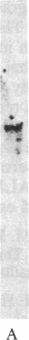 1427