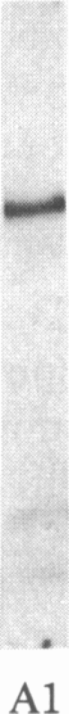 1426