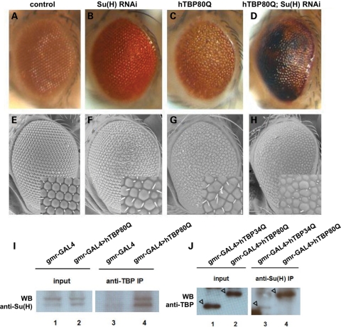 Figure 4.