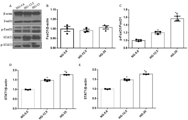 Supplemental Fig. 6