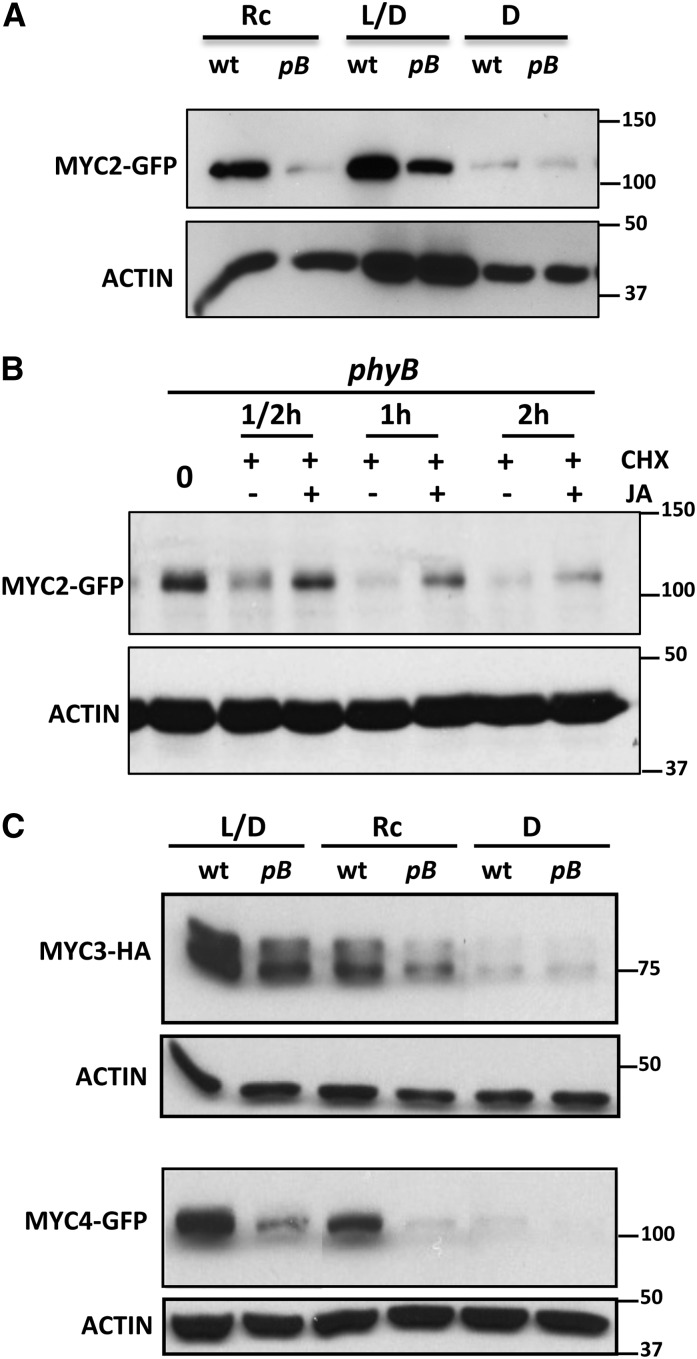 Figure 5.