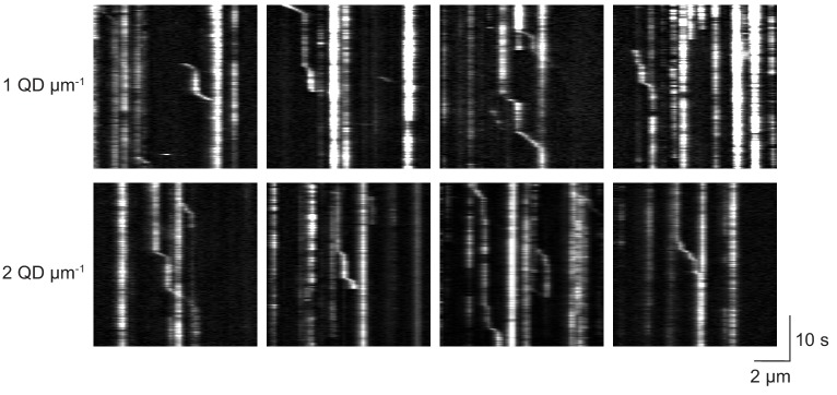 Figure 2—figure supplement 1.