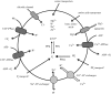 Figure 4.