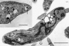 Figure 2.