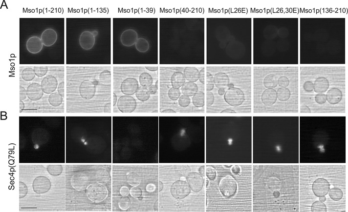 FIGURE 4: