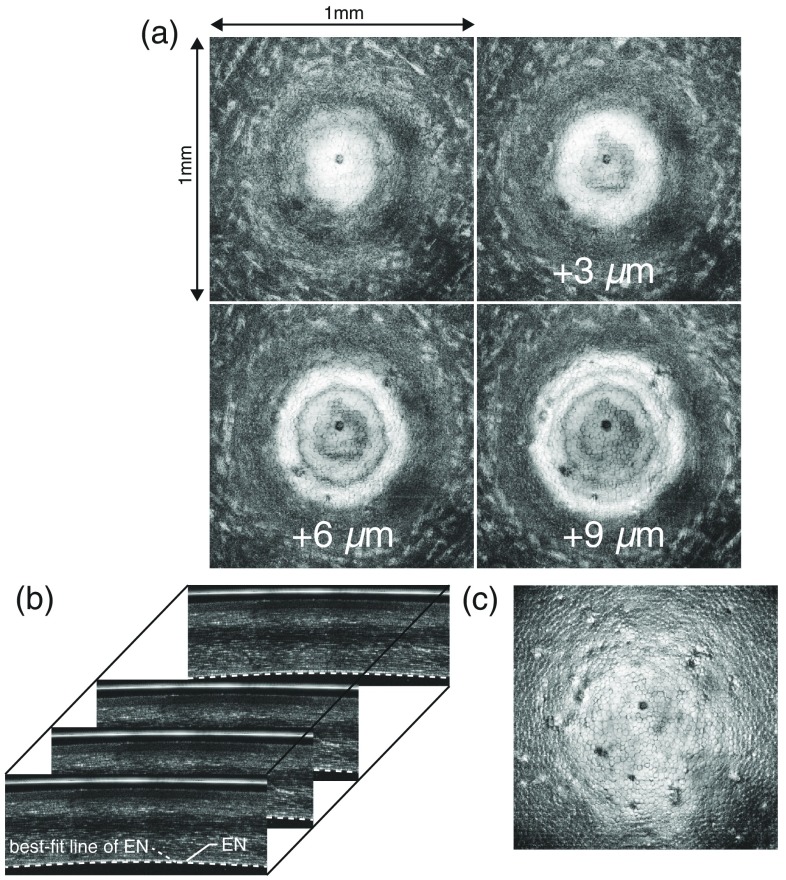 Fig. 4