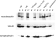 Fig. 12.