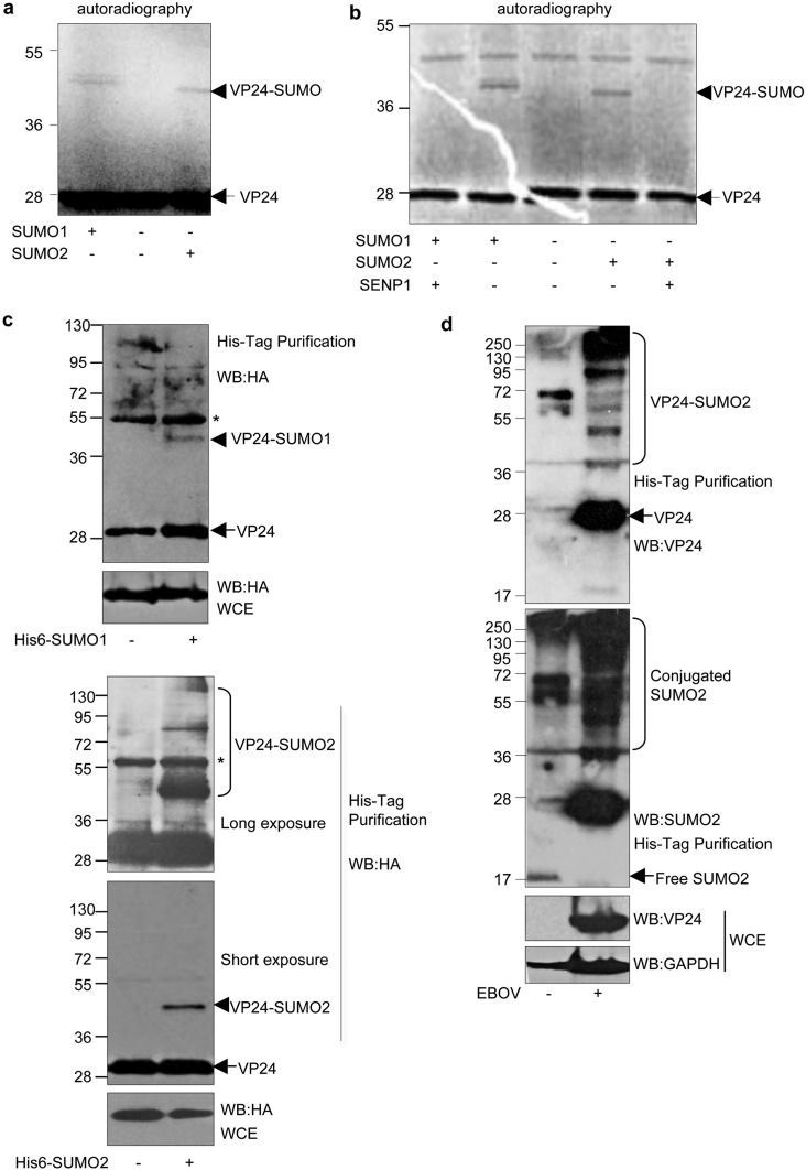 FIG 1