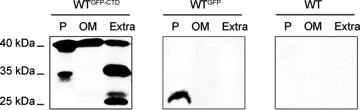 FIG 1