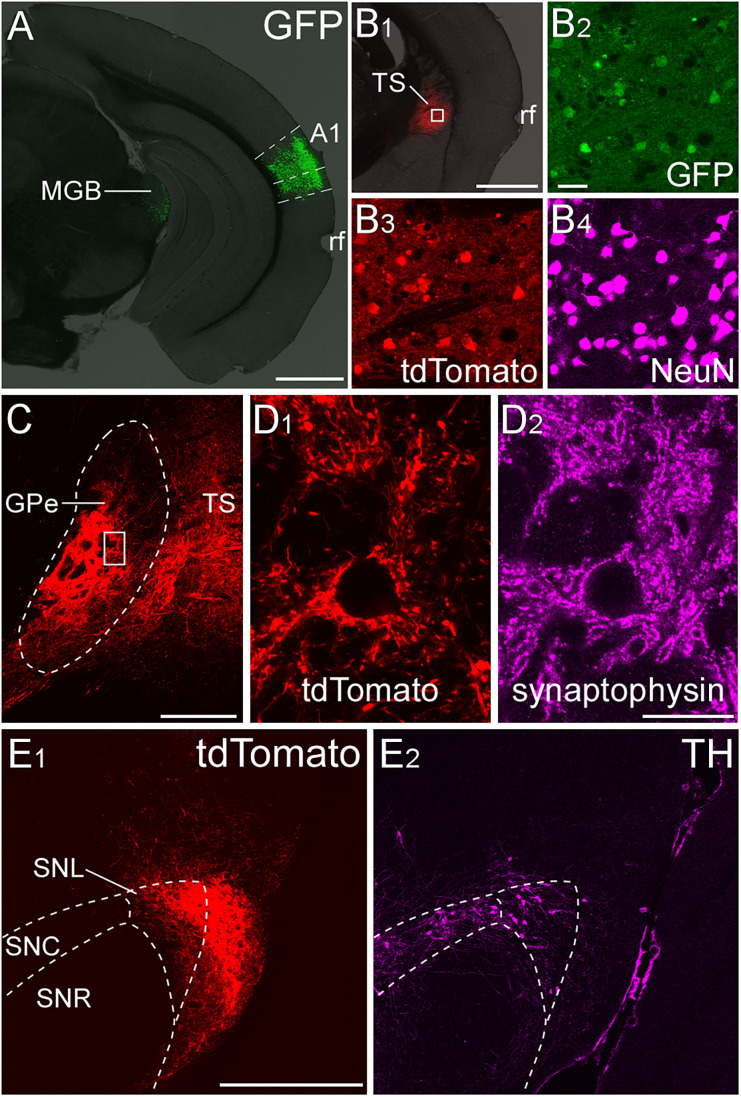 Figure 1.